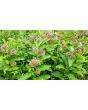 Common Milkweed
