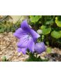Balloon Flower 'Sentimental Blue' 