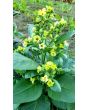 Aztec Tobacco