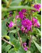Mountain Garland 