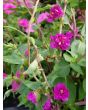 Mountain Garland 