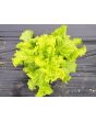 Lettuce 'Black-Seeded Simpson' 