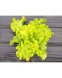 Lettuce 'Black-Seeded Simpson' 