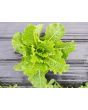 Lettuce ‘Crisp Mint’ AKA ‘Erthel’ 