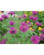 Bee Balm 'Purple Rooster' 
