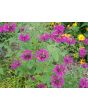 Bee Balm 'Purple Rooster' 