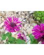 Bee Balm 'Purple Rooster' 