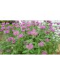 Bee Balm 'Marshall's Delight' 