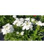 Verbena 'Shades of Liberty' 