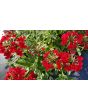 Verbena 'Shades of Liberty' 