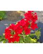 Verbena 'Shades of Liberty' 
