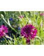 Bachelor's Button 'Polka Dot Mix'