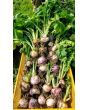 Turnip 'Purple Top'