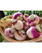 Turnip 'Purple Top'