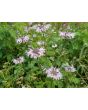 Wild Bee Balm Seeds (Certified Organic)