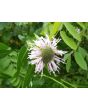 Wild Bee Balm Seeds (Certified Organic)