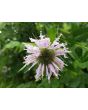 Wild Bee Balm Seeds (Certified Organic)