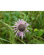 Wild Bee Balm Seeds (Certified Organic)