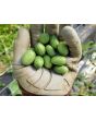 Cucumber 'Mouse Melon' or 'Mexican Sour Gherkin' 