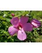 Single Pink Hibiscus