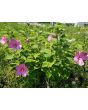 Single Pink Hibiscus