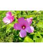 Single Pink Hibiscus