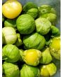 Tomatillo 'Amarylla'