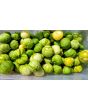 Tomatillo 'Grande Rio Verde' 
