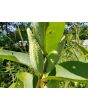 Common Milkweed