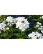 Verbena 'Shades of Liberty' 