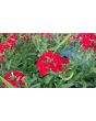 Verbena 'Shades of Liberty' 