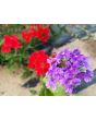 Verbena 'Shades of Liberty' 