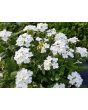 Verbena 'Shades of Liberty' 