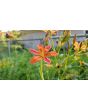 Orange Blackberry Lily