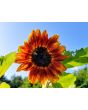 Sunflower 'Velvet Queen'