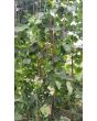 Pole Yard Long Bean 'Chinese Red Noodle' 