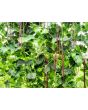 Pole Yard Long Bean 'Chinese Red Noodle' 