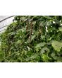 Pole Yard Long Bean 'Chinese Red Noodle' 