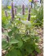 Anise Hyssop 'Blue Fortune' 
