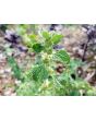 White Horehound 