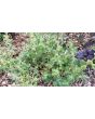 White Horehound 