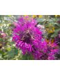 Bee Balm 'Purple Rooster' 