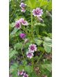 Mallow/French Hollyhock 'Zebrina'