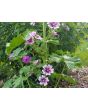 Mallow/French Hollyhock 'Zebrina'