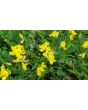 Bird's Foot Trefoil 