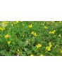 Bird's Foot Trefoil 