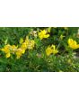 Bird's Foot Trefoil 