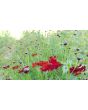 Plains Coreopsis 'Dwarf Red' AKA 'Mahogany Midget' 