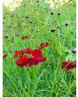 Plains Coreopsis 'Dwarf Red' AKA 'Mahogany Midget' 