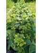 Aztec Tobacco